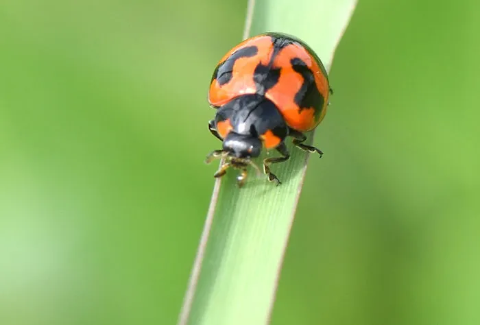 I Take Macro Pictures Of Insects