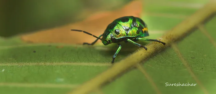 I Take Macro Pictures Of Insects