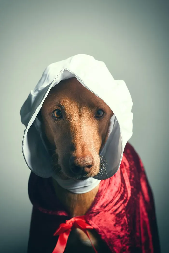 I Found A Way To Honor My Pharaoh Hound And The Joy He Gives Us Through Images Will Make You Smile!