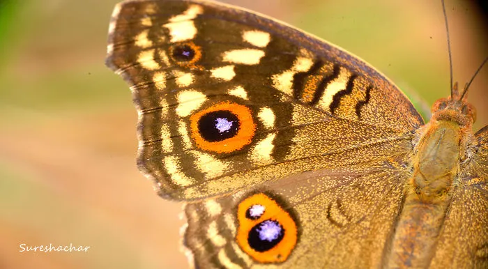 I Take Macro Pictures Of Insects