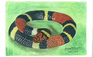 Illustrating Colombian Wildlife