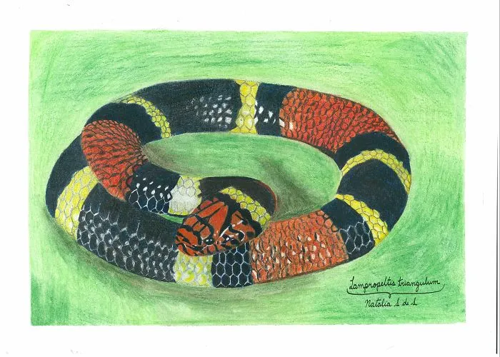 Illustrating Colombian Wildlife