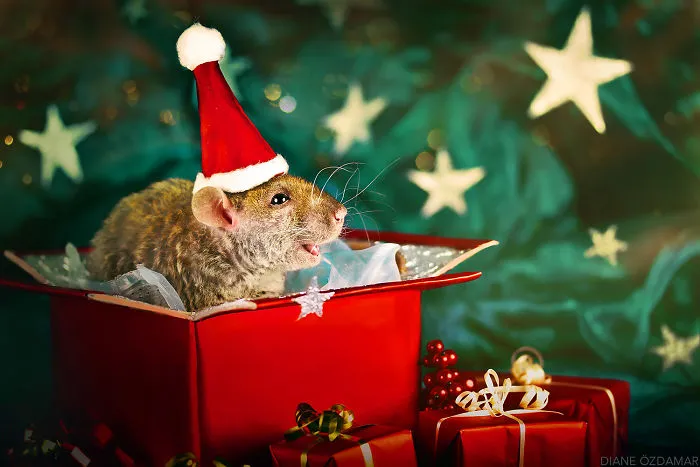 Ho Ho Ho! (Fenrir)