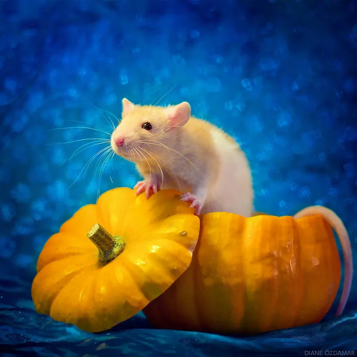 Más Halloween