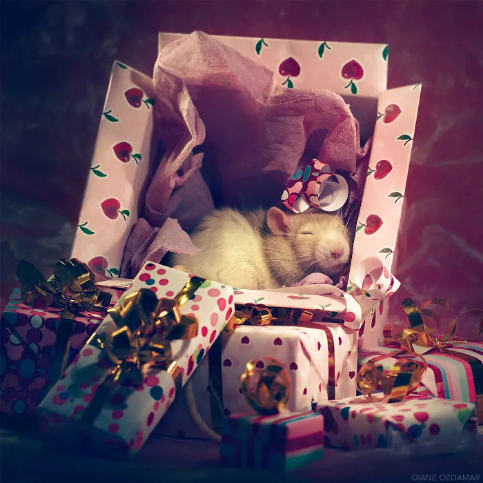 Christmas Nap Time (Feirefiz)