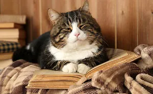 Why Does Your Cat Walk On Your Laptop Or Book While You're Using It?