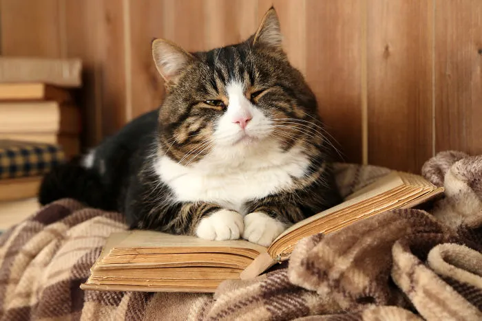 Why Does Your Cat Walk On Your Laptop Or Book While You're Using It?