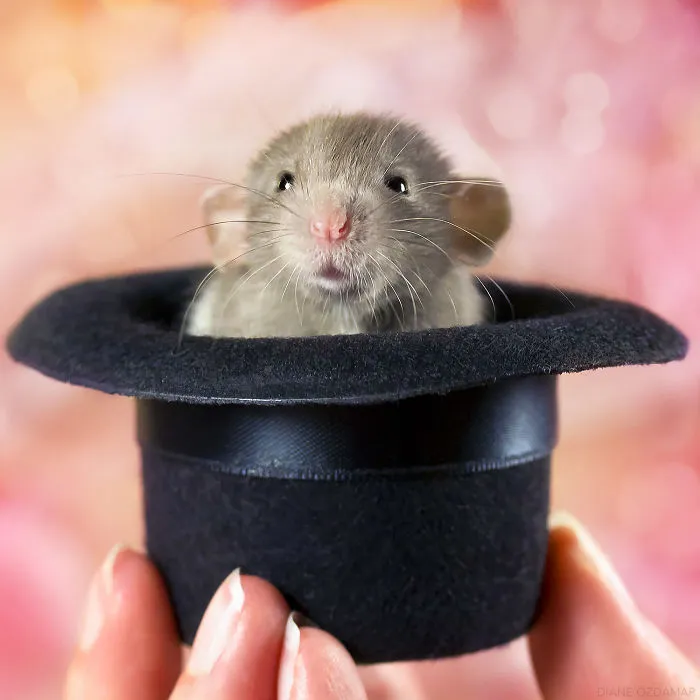 There's No Rabbit In The Hat... (Heimdall)