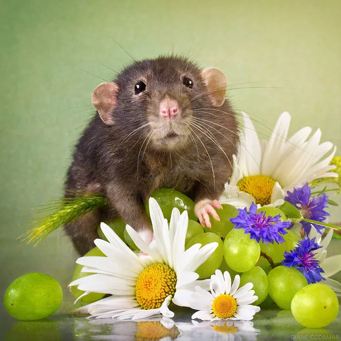 May I Eat All The Grapes Now? (Hepha)