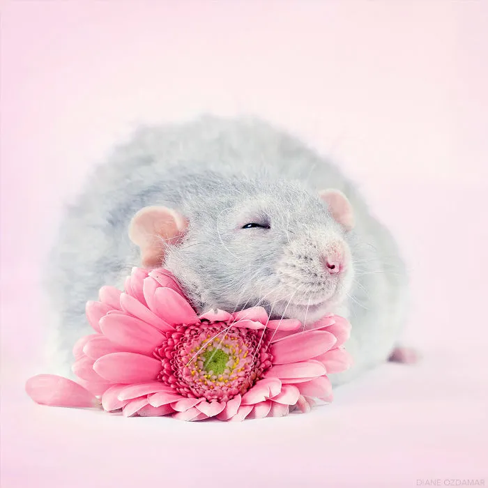 The Sweetest Pillow (Herjan)