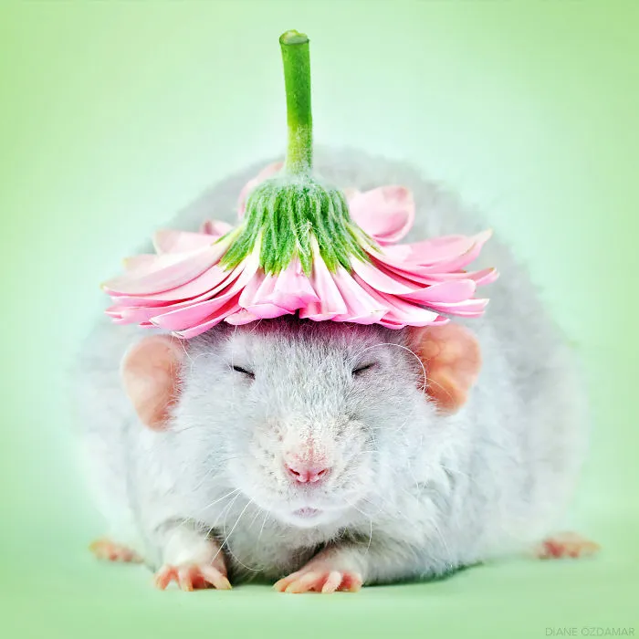 Herjan And His Fancy Hat (Herjan)