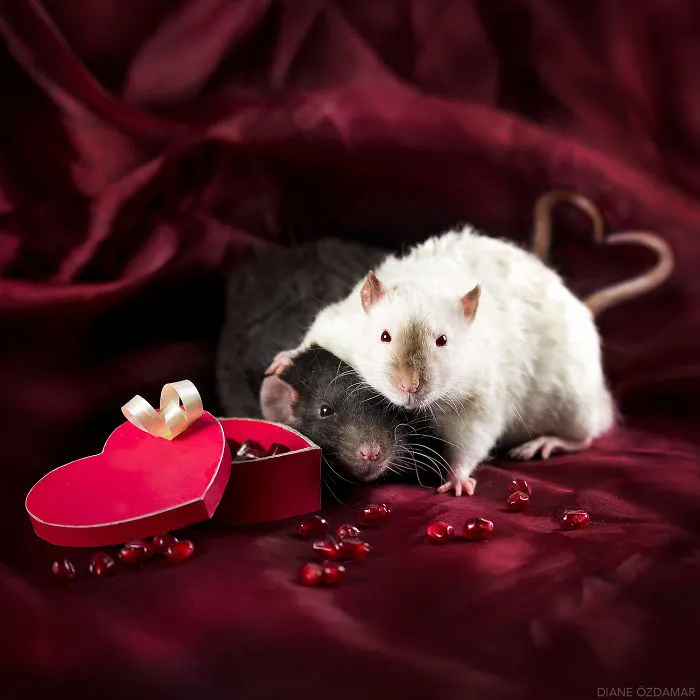 Valentine's Day (Arkanys And Lorich)