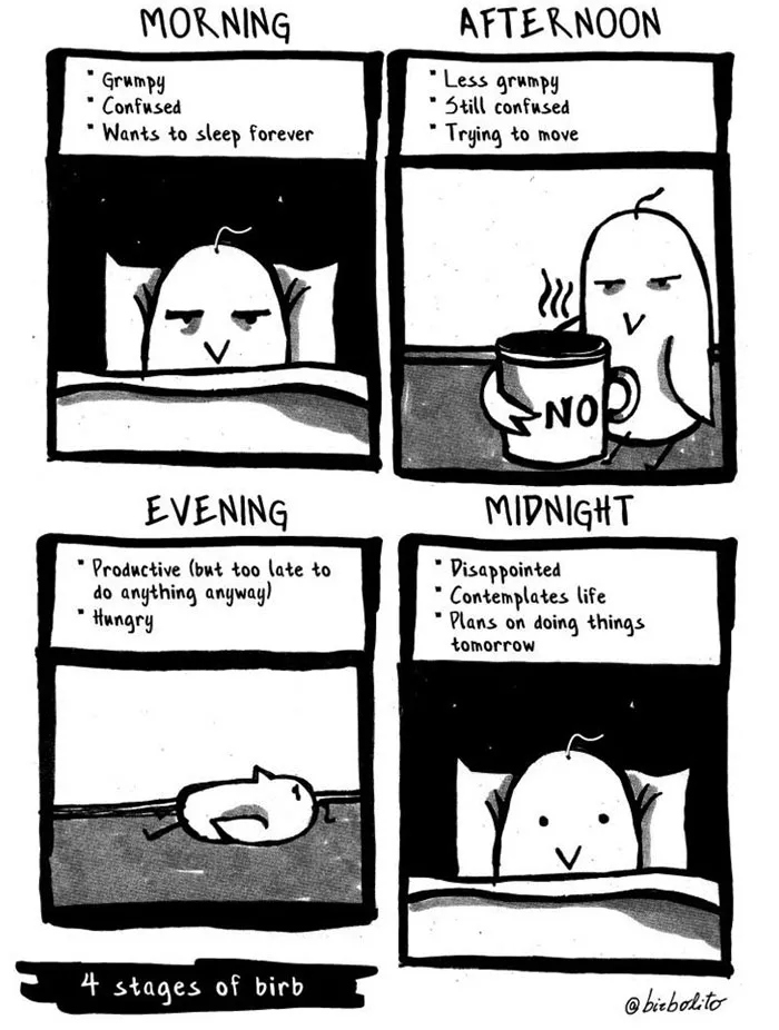 4 Stages Of Birb