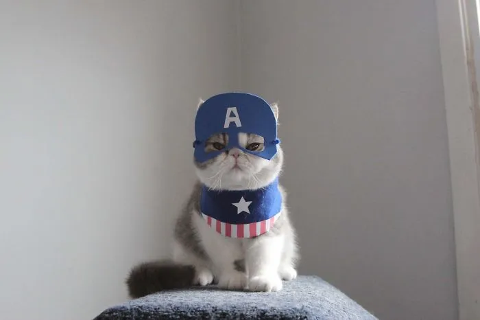 Iron Cat