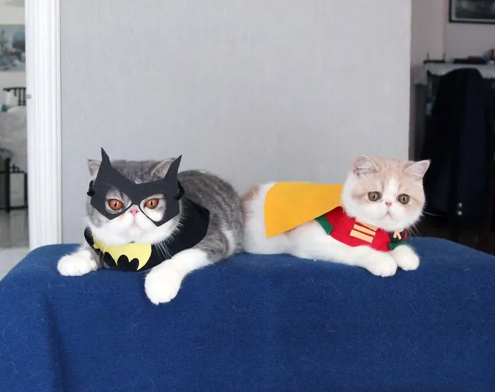 Snoopbat & Dobin