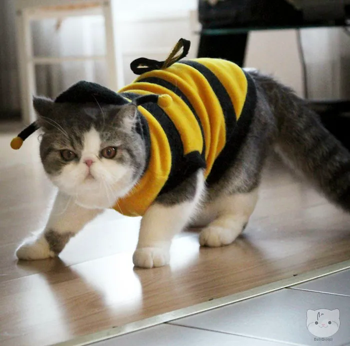 Buzzing All Day For Treats