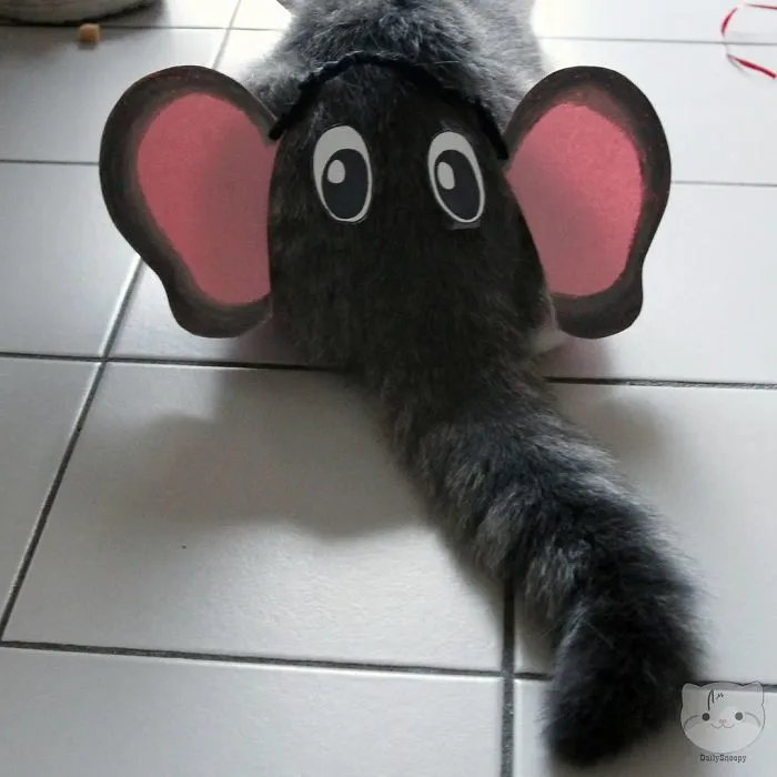 Domestic Pet Elephant