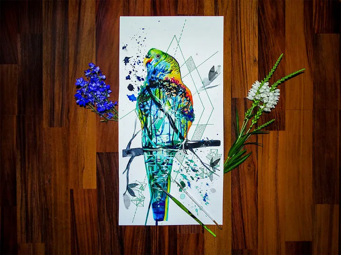 Shell Parakeet