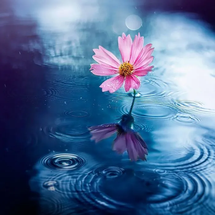 I Use Flowers To Create Magical Images