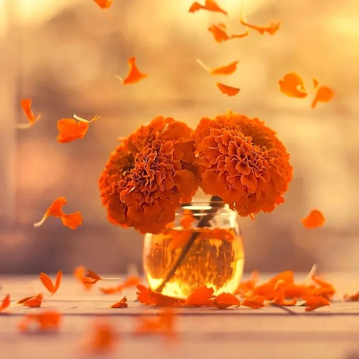 I Use Flowers To Create Magical Images