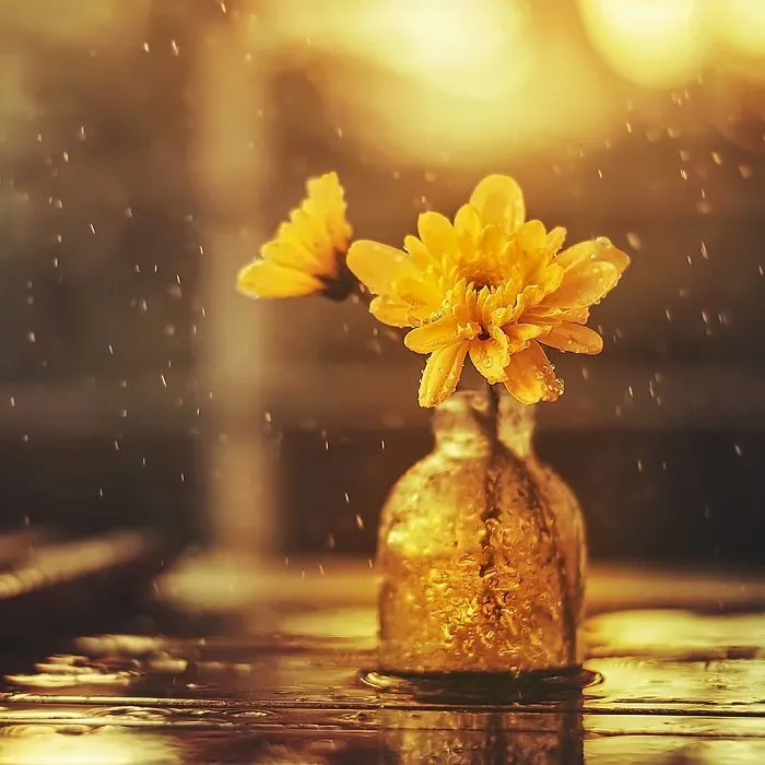 I Use Flowers To Create Magical Images