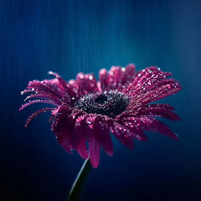 I Use Flowers To Create Magical Images