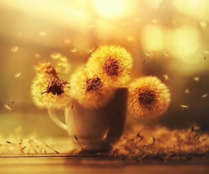 I Use Flowers To Create Magical Images