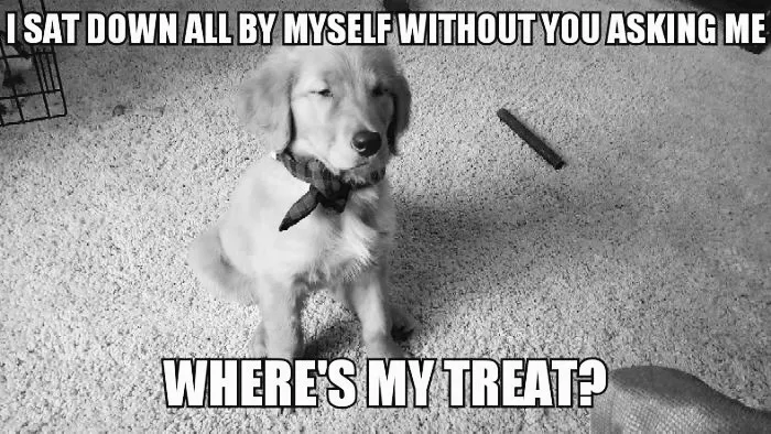 I Love Dogs (Who Doesn't)