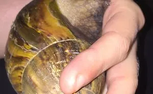 Gary The African Land Snail.