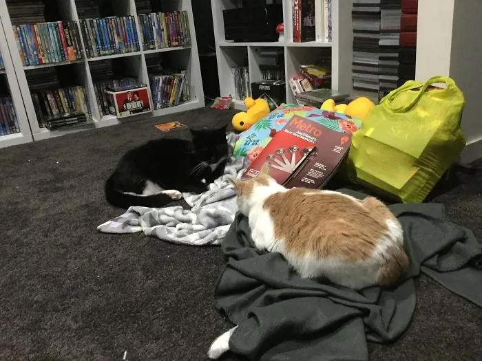 The Cats In My House Being....odd...