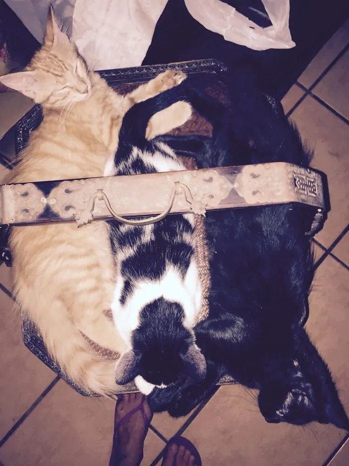 15 Inches Across... When Obi, Pysia & Princess Of Darkness Where Babies