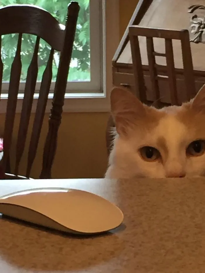 I Spy A Mouse.