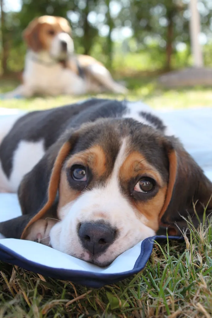 Find Out How To Use Your Superpowers From Oscar The Beagle- Superhero In Children Books