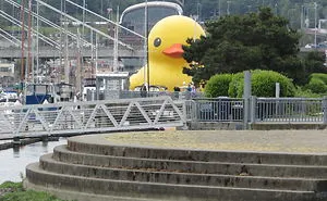Giant Rubber Duck Descends Upon Tacoma