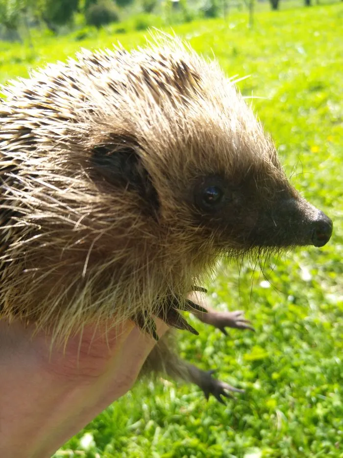 Not So Wild Wildlife