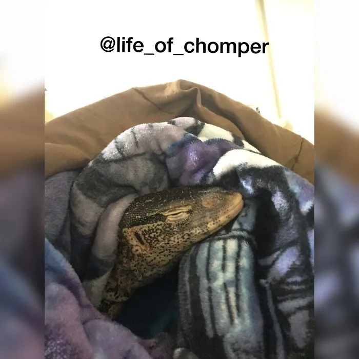 The Life Of Chomper