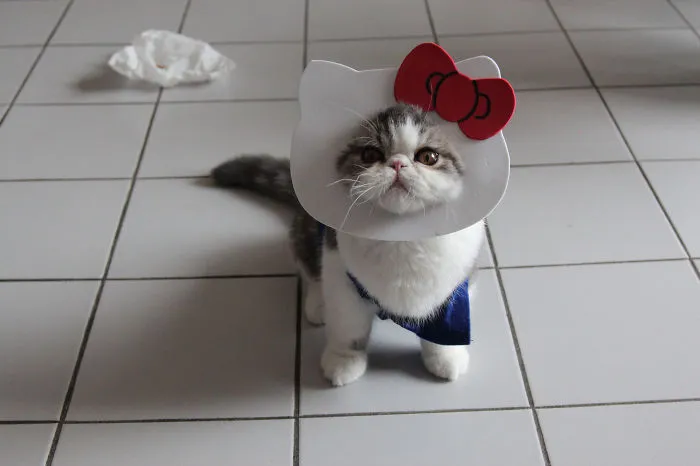 Hello Kitty Is Real