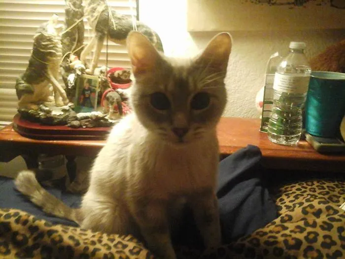 Got Up In The Middle Of The Night To Use The Restroom And My Cat Stole My Pillow!