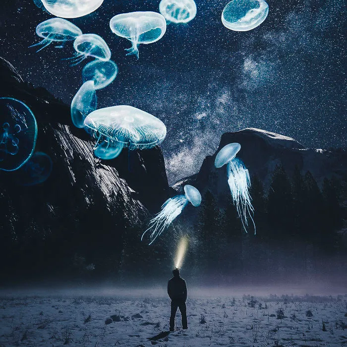 Jellyfishes