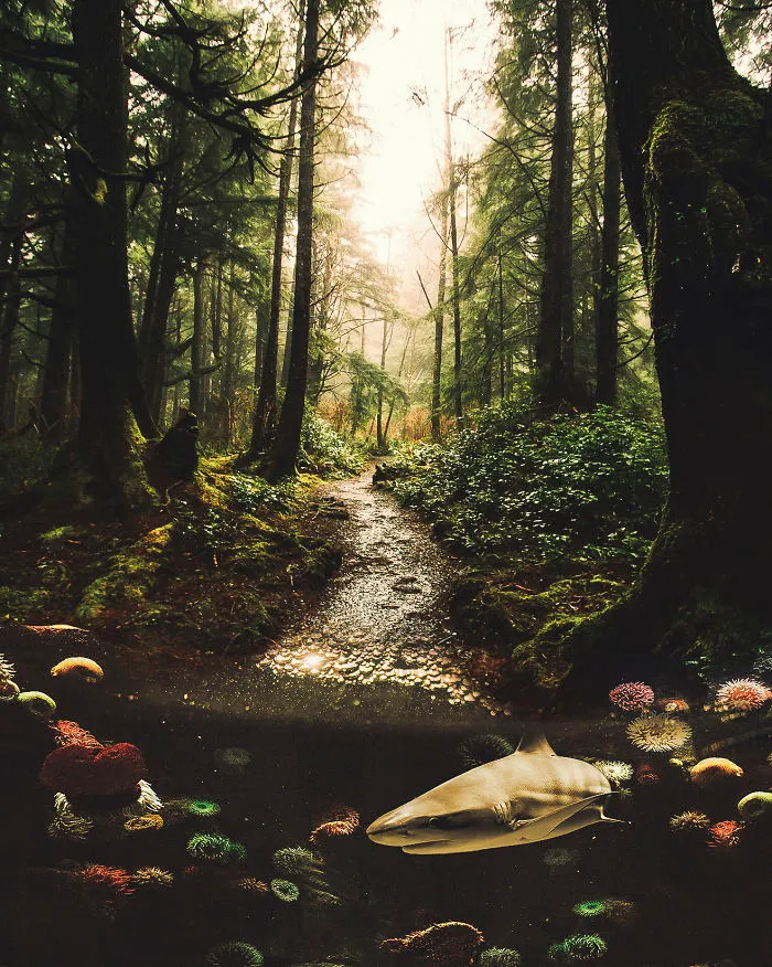 Deep Forest