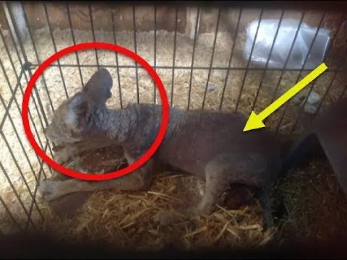 She Thought A Sick Pup Was On Her Porch, But It Actually Wasn't A Dog At All