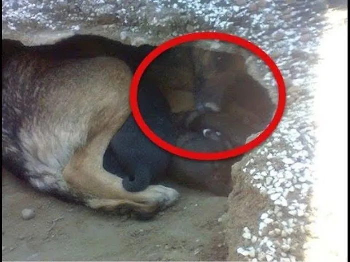 True Story Behind The Grieving Dog In The Graveyard Pic That Broke The Internet's Feels