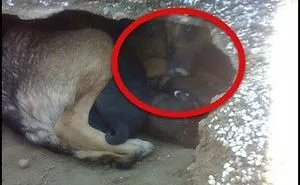 True Story Behind The Grieving Dog In The Graveyard Pic That Broke The Internet's Feels