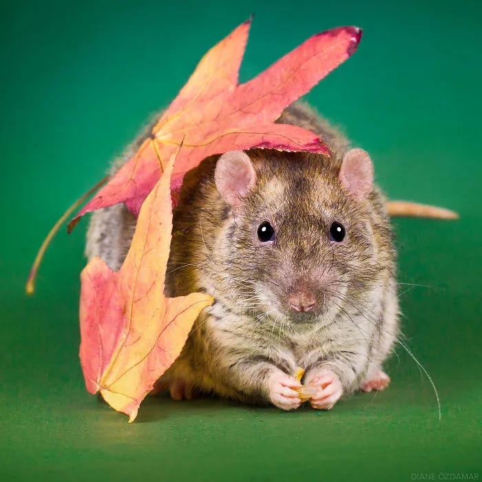 Autumn Leaves (Lillebjörn)