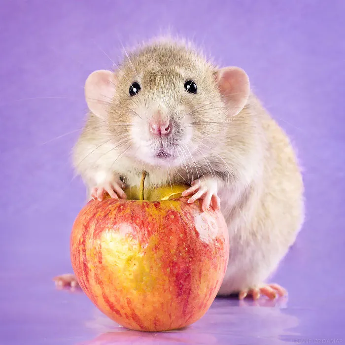 Mi manzana