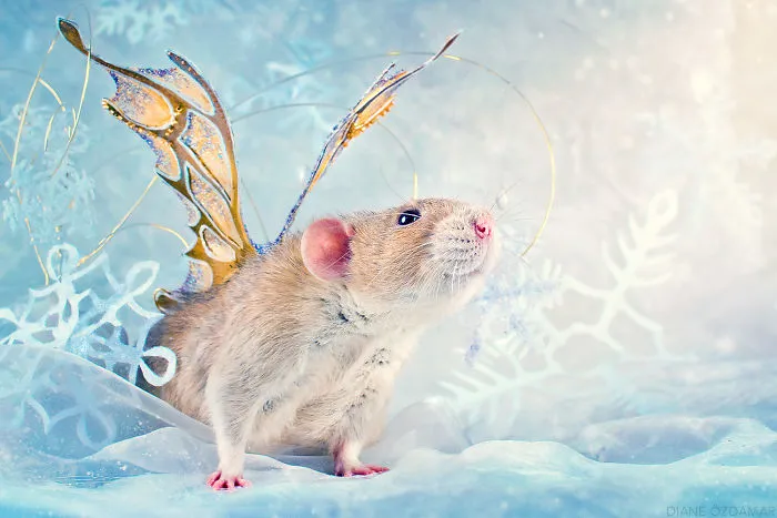 The Winter Fairy (Lysander)