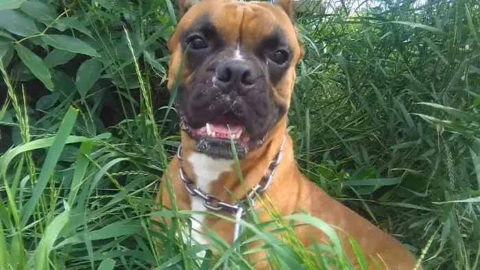 Dogs Are Very Cute And Funny Sneeze