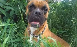 Dogs Are Very Cute And Funny Sneeze
