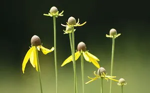 Beauty In Wildflowers