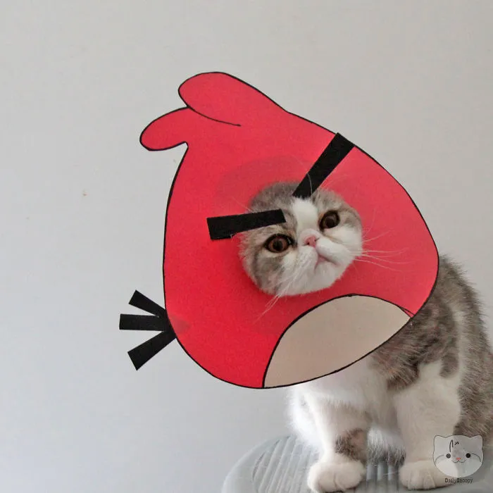 Ready To Launch This Angrycat